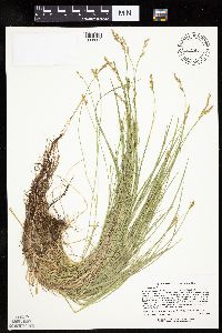 Carex bromoides image