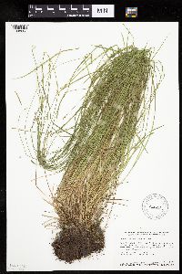 Carex bromoides image