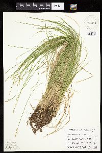 Carex bromoides image