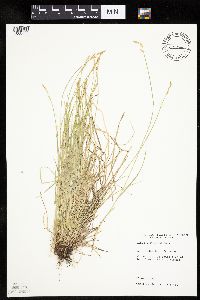 Carex bromoides image
