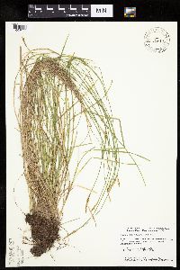 Carex bromoides image