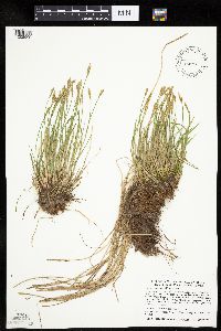 Carex bromoides image