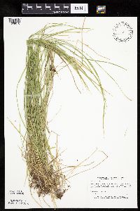 Carex bromoides image