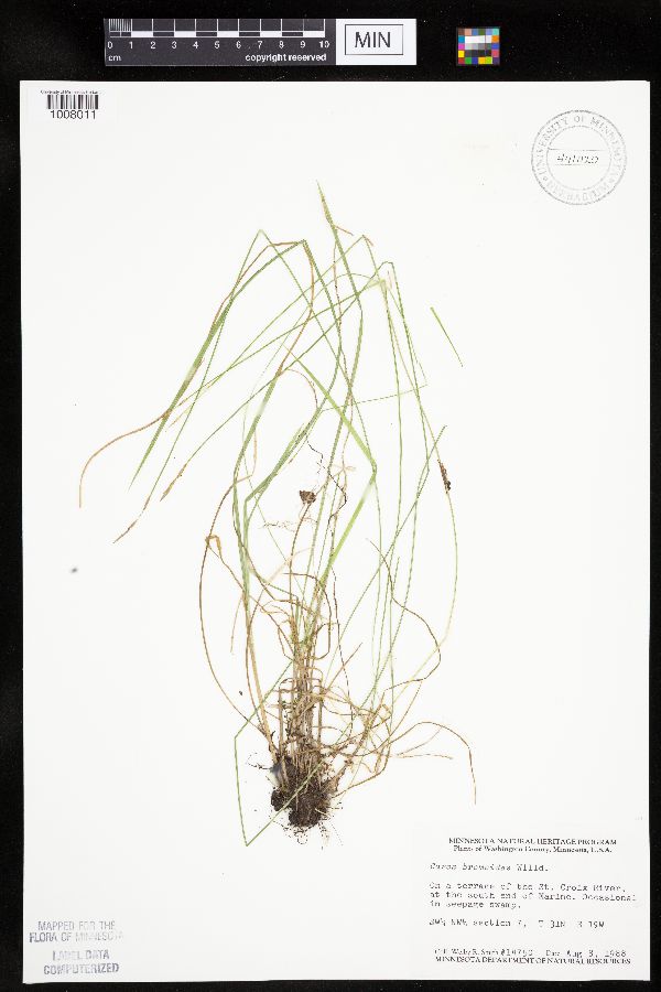 Carex bromoides image