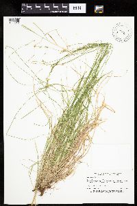 Carex bromoides image