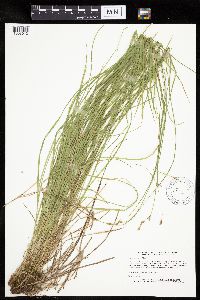 Carex bromoides image