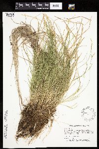 Carex bromoides image
