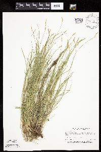 Carex bromoides image