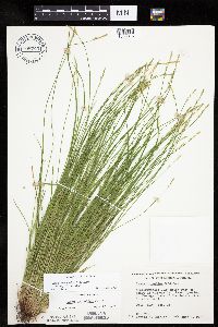 Carex bromoides image
