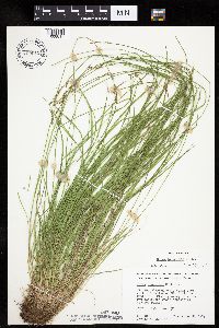 Carex bromoides image