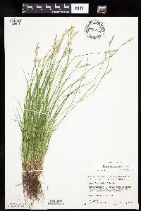 Carex bromoides image