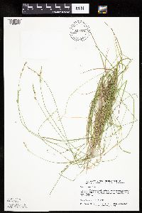 Carex bromoides image