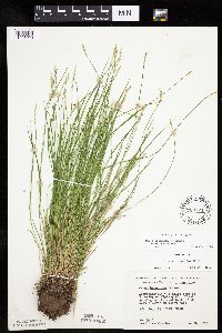 Carex bromoides image