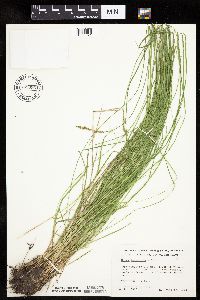 Carex bromoides image