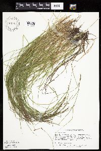 Carex bromoides image