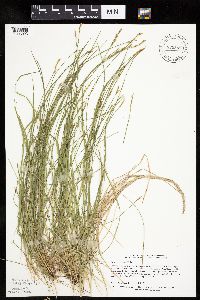 Carex bromoides image
