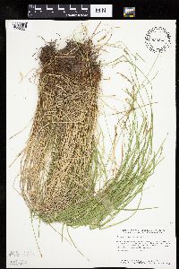 Carex bromoides image