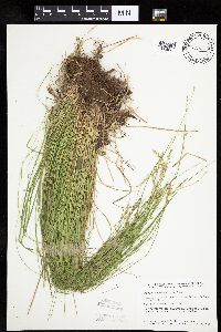 Carex bromoides image