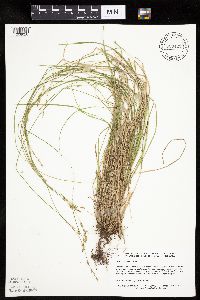 Carex bromoides image