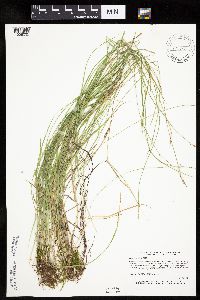 Carex bromoides image
