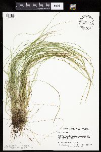Carex bromoides image