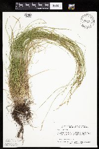 Carex bromoides image