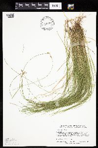 Carex bromoides image