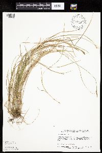 Carex bromoides image