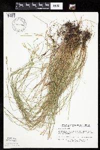 Carex bromoides image