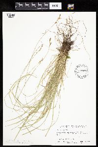 Carex bromoides image