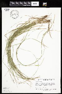 Carex bromoides image