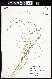 Carex bromoides image