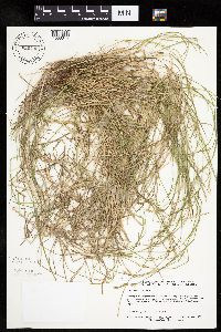 Carex bromoides image