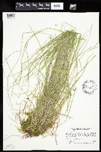 Carex bromoides image
