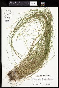 Carex bromoides image