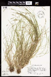 Carex bromoides image
