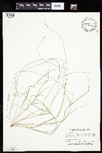 Carex bromoides image