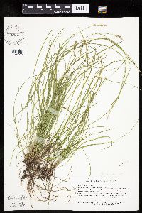 Carex bromoides image