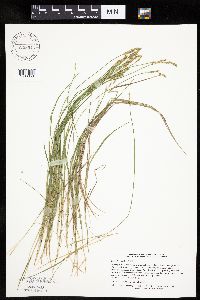 Carex bromoides image