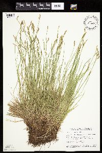 Carex bromoides image
