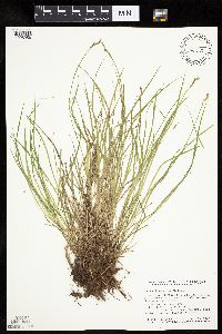 Carex bromoides image