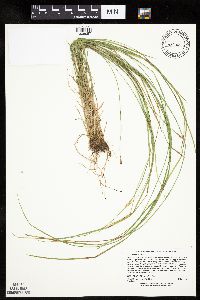 Carex bromoides image
