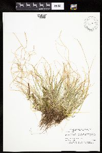 Carex bromoides image