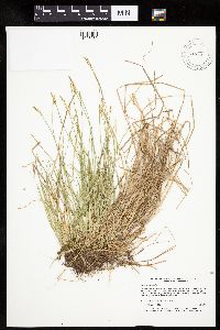 Carex bromoides image