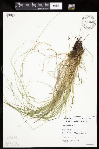 Carex bromoides image