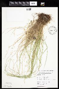 Carex bromoides image