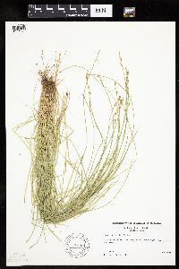 Carex bromoides image