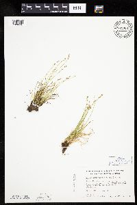 Carex brunnescens subsp. brunnescens image