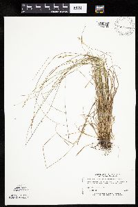 Carex brunnescens image