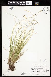 Carex brunnescens image